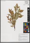 Foto von Salix hastata L.